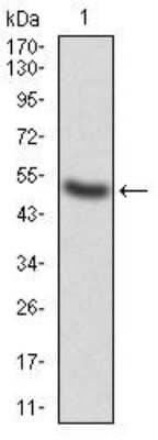 Western Blot: G-CSF Antibody (7E4F7)BSA Free [NBP2-52447]