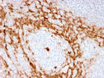 Immunohistochemistry-Paraffin: G-CSF Antibody (CSF3/3166R) - Azide and BSA Free [NBP3-08381]