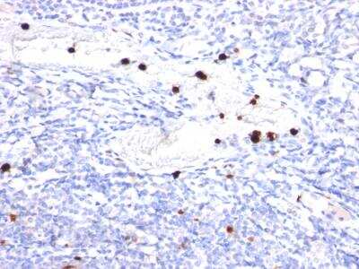 Immunohistochemistry-Paraffin: G-CSF Antibody (CSF3/900) - Azide and BSA Free [NBP2-47934]