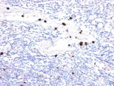 Immunohistochemistry-Paraffin: G-CSF Antibody (CSF3/900) [NBP2-44798]