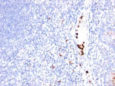 Immunohistochemistry-Paraffin: G-CSF Antibody (SPM468) [NBP2-44797]