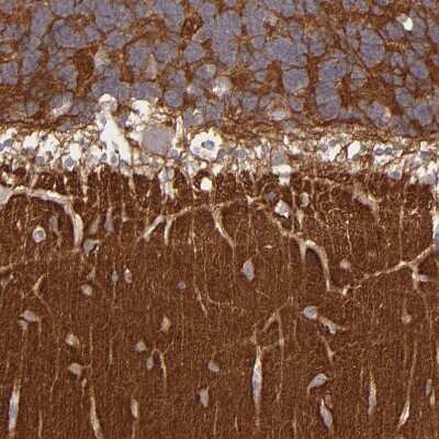 Immunohistochemistry-Paraffin: G Protein alpha z Antibody [NBP1-88111]
