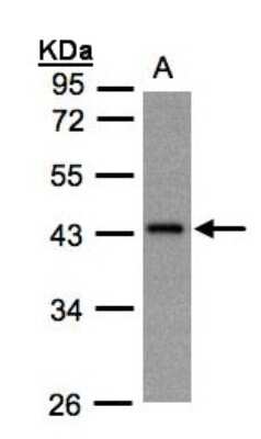 Western Blot: G Protein alpha z Antibody [NBP1-31604]
