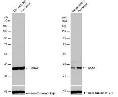Western Blot: G Protein alpha z Antibody [NBP1-31604]