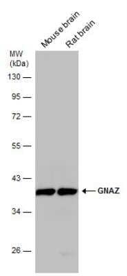 Western Blot: G Protein alpha z Antibody [NBP1-31604]