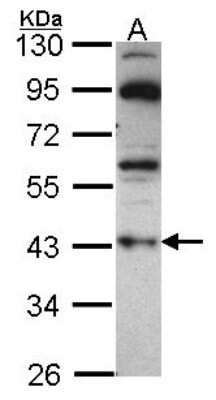 Western Blot: G Protein alpha z Antibody [NBP2-16561]
