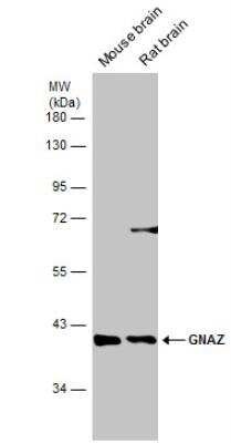Western Blot: G Protein alpha z Antibody [NBP2-16561]