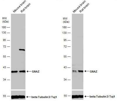 Western Blot: G Protein alpha z Antibody [NBP2-16561]