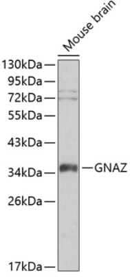 Western Blot: G Protein alpha z AntibodyBSA Free [NBP3-03468]