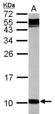 Western Blot: G gamma12 Antibody [NBP2-14969]