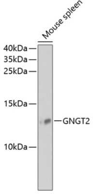 Western Blot: G gamma14 AntibodyBSA Free [NBP3-03501]