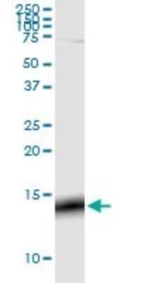 Western Blot: G gamma3 Antibody (1E10-1B5) [H00002785-M01]