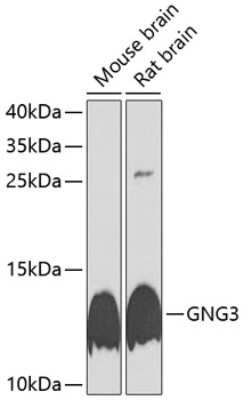 Western Blot: G gamma3 AntibodyBSA Free [NBP3-03515]