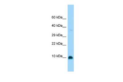 Western Blot: G gamma4 Antibody [NBP2-84035]