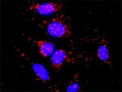Proximity Ligation Assay: G gamma7 Antibody [H00002788-D01P]