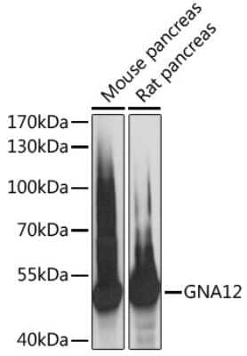 Western Blot: G protein alpha 12 AntibodyAzide and BSA Free [NBP3-03329]