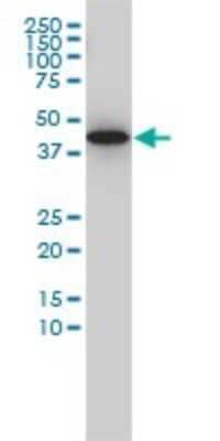 Western Blot: G protein alpha-13 Antibody (6F6-B5) [H00010672-M01]