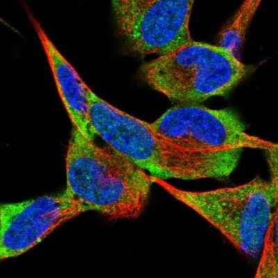 Immunocytochemistry/ Immunofluorescence: G protein alpha-13 Antibody [NBP1-89810]