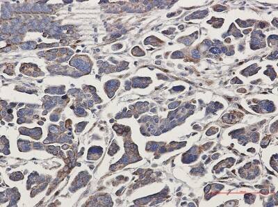 Immunohistochemistry-Paraffin: G protein alpha-13 Antibody (S08-4F2) [NBP3-19956]