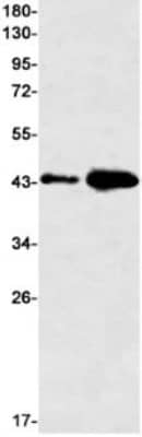 Western Blot: G protein alpha-13 Antibody (S08-4F2) [NBP3-19956]