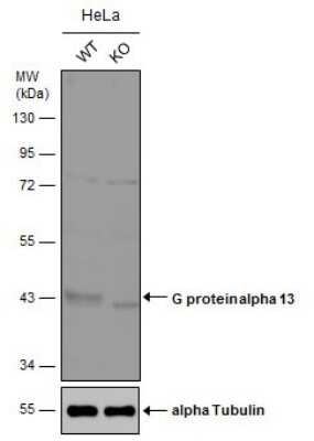 Western Blot: G protein alpha-13 Antibody [NBP3-12983]