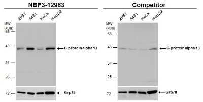 Western Blot: G protein alpha-13 Antibody [NBP3-12983]