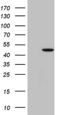 Western Blot: G protein alpha 16 Antibody (OTI6B3)Azide and BSA Free [NBP2-70836]