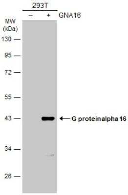 Western Blot: G protein alpha 16 Antibody [NBP2-16557]