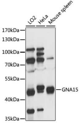 Western Blot: G protein alpha 16 AntibodyAzide and BSA Free [NBP3-03249]