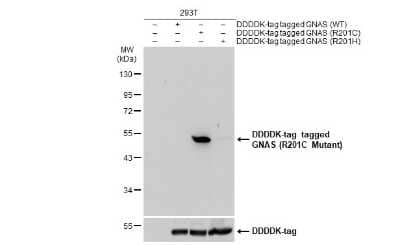 Western Blot: G protein alpha AntibodyR201C Mutant [NBP3-13454]