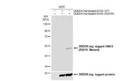 Western Blot: G protein alpha AntibodyR201H Mutant [NBP3-13455]