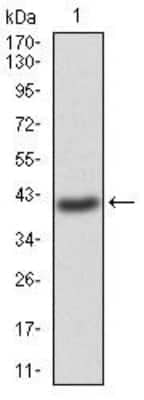 Western Blot: G protein alpha Antibody (2A2B7)BSA Free [NBP2-52477]