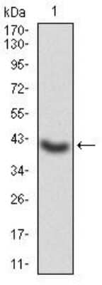 Western Blot: G protein alpha Antibody (7G6G5)BSA Free [NBP2-52476]