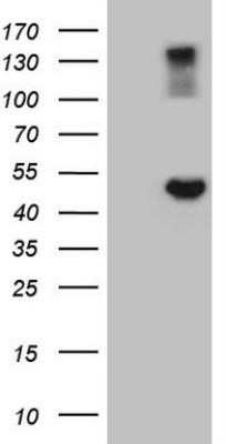 Western Blot: G protein alpha Antibody (OTI12D9)Azide and BSA Free [NBP2-70837]