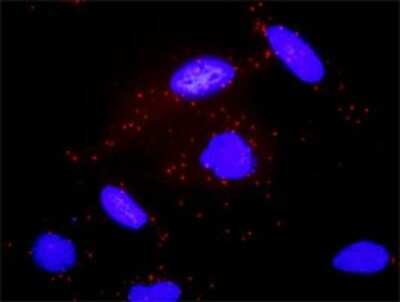 Proximity Ligation Assay: G protein alpha Antibody [H00002778-D01P]