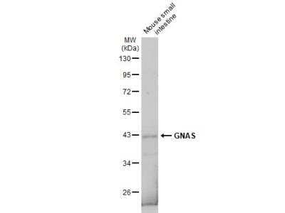 Western Blot: G protein alpha Antibody [NBP1-31730]