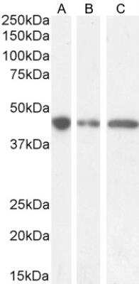 Western Blot: G protein alpha Antibody [NBP1-49874]