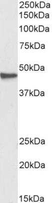 Western Blot: G protein alpha Antibody [NBP1-49874]