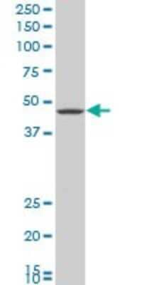 Western Blot: G protein alpha Inhibitor 2 Antibody (3G11) [H00002771-M02]