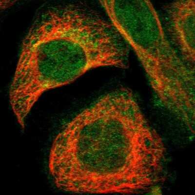 Immunocytochemistry/ Immunofluorescence: G protein alpha Inhibitor 2 Antibody [NBP1-89771]