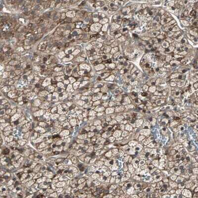 Immunohistochemistry-Paraffin: G protein alpha Inhibitor 2 Antibody [NBP1-89771]
