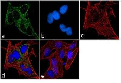 Immunofluorescence: G protein alpha inhibitor 1/2 Antibody [NB120-3522]