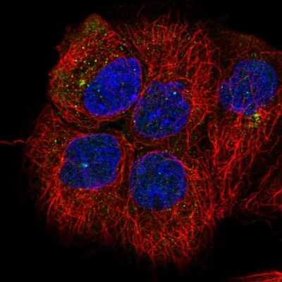 Immunocytochemistry/ Immunofluorescence: G protein alpha inhibitor 1 Antibody [NBP2-59000]