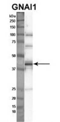 Western Blot: G protein alpha inhibitor 1 Antibody [NBP1-52926]