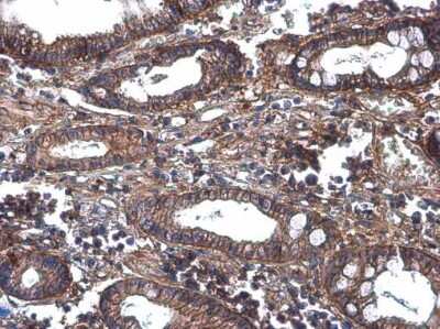 Immunohistochemistry-Paraffin: G protein beta 4 Antibody [NBP3-13295]