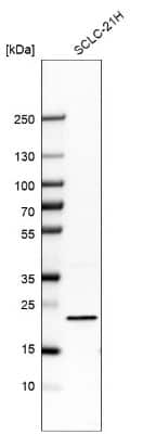 Western Blot: G-substrate Antibody [NBP2-13800]