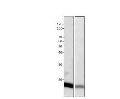 Western Blot: G0S2 Antibody [NBP3-12396]