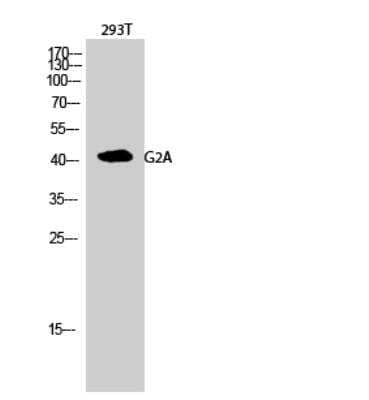 Western Blot: G2A/GPR132 Antibody [NBP2-69090]