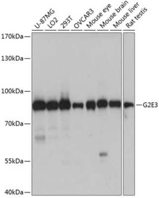 Western Blot: G2E3 AntibodyAzide and BSA Free [NBP3-04478]