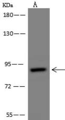 Western Blot: G2E3 Antibody [NBP3-12582]